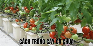 Hướng Dẫn Cách Trồng Cây Sen Đá Hiệu Quả Tại Nhà