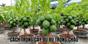 Hướng Dẫn Cách Trồng Cây Sen Đá Hiệu Quả Tại Nhà